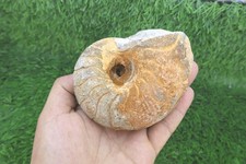 Cretaceous Nautilus Ammonite Fossil – Authentic Moroccan Fossil Specimen picture