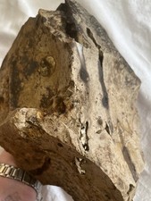 6.97 lb Biggs Picture Jasper  Lapidary Rough from Biggs, Oregon picture