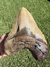 6.59” MONSTER Megalodon Shark Tooth Real Shark Teeth Fossils Restored picture