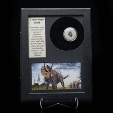 Authentic Triceratops Tooth Fossil in Collector’s Display Box picture