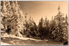 Winterwald Erzgebirge East Germany Snowy Forest Scene Vintage RPPC Post picture