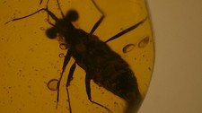 Rare insect inclusion burmese amber picture