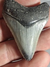Beautiful Venice Beach Megalodon 2.47 Golden Beach picture