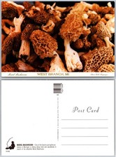 Continental Morel Mushrooms West Branch Michigan Postcard picture