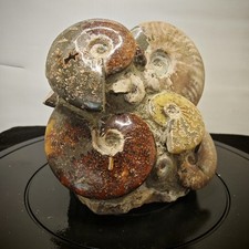 11.88LB Natural Ammonite Fossil Quartz Crystal Specimen Reiki Healing picture