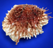 Spondylus varius Large 101.8mm RED Spiny Oyster Shell Collector w/data label picture