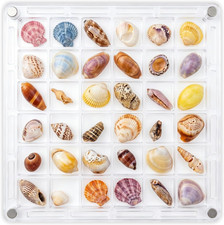 Acrylic Seashell Display Box, Magnetic 36 Grids Clear Sea Shell Holder picture