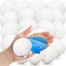 YUJUN 32PCS 2''-3'' White Natural Scallop Shells Summer Home Decoration picture