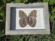 Framed Real Caligo placidianus Owl Butterfly Specimen Peru Frame 8x6 Shadowbox picture
