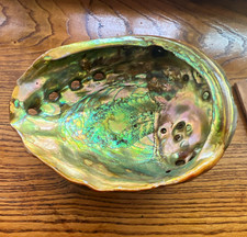Vintage Red Abalone Shell California Large 7-8 in Unusual Colorful picture