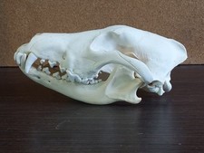 Real Adult Wolf Skull Canis Lupus Taxidermy Natural Bone Specimen 24cm picture