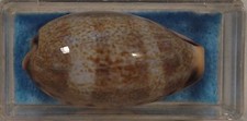 Cypraea Caurica Elongata 35mm Nagwi Reef, Zanzibar picture