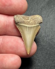 1.26” Great White Fossil Shark Tooth Summerville, SC picture