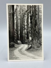 1955 EASTMAN STUDIO Redwoods of California RPPC Real PHOTO Postcard Vintage picture