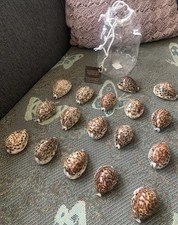 Lot of 17 Cypraea Cowrie Tigris Brown Spotted Seashell 2