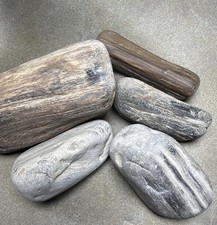 Yellowstone River Petrified Wood Lot Pack Curated & Hand Picked 3 lbs  picture