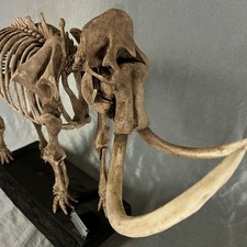 LARGE Woolly Mammoth Skeleton Replica 1:8 | Museum Display Mammuthus primigenius picture