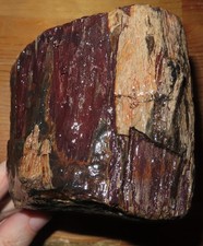 petrified wood Klickitat County WA  near Goldendale sealed rare burn marks knot picture