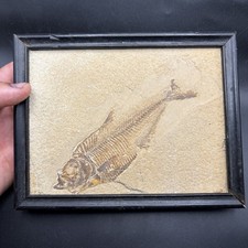 INCREDIBLE Framed Knightia Fish Fossil In Matrix Green River Wyoming 6.5” X 5.6” picture