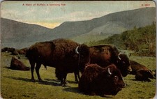 1907 A Herd of Buffalo a surviving few Chinook Montana Postcard picture