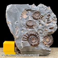 Promicroceras marstonense Fossil Lower Jurassic Marston Magna Ammonites Block picture