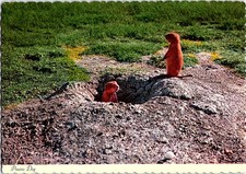 Vintage Prairie Dog Postcard by Dexter Press, South Dakota picture