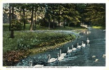 Swans in a Park Stream, c1910, Rochester, New York, Walker's Post Card Shop picture
