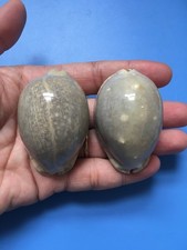 Set of 2 | 57.9 mm& 58.1mm | Cypraea Arabica | Overglaze picture