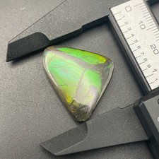 GORGEOUS GREEN CANADIAN AMMOLITE FOSSIL AMMONITE ALBERTA CANADA picture