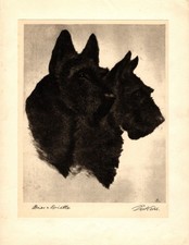 1930s Bert Cobb Scottish Terrier Print Antique Dog Wall Art Decor 7111f picture