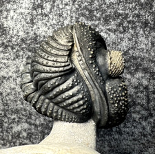 Drotops megalomanicus Trilobite Fossil – Beautifully Preserved ✅ picture