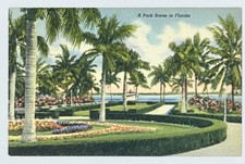A Beautiful Park in Florida - Vintage Linen Postcard 1949 - Tropical Miami Palms picture