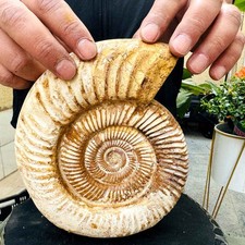 3.68LB Rare Large Natural Polished Natural Conch Fossil Specimens of Madagascar picture