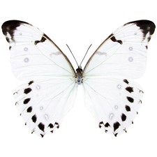 Morpho luna ONE REAL BUTTERFLY WHITE UNMOUNTED WINGS CLOSED GUATEMALA picture