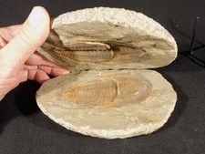 Super Nice MUSEUM Cambropallas Telesto TRILOBITE Fossil Morocco 1221gr picture