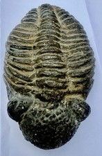 ANTIQUE 5” X 3” X 1 3/4” Thick TRILOBITE DROTOPS MEGALOMANICUS FOSSIL 482 grams picture