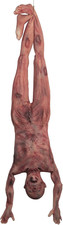 Halloween Bloody Dead Body, 4.6 Ft Latex Skinned Full Body Hanging Corpse Torso picture