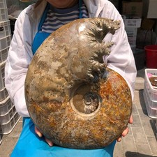 34.43LB Top Natural Horn Screw Fossil Ammonite Conch Crystal Specimen Healing picture