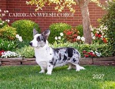 2027 CARDIGAN WELSH CORGI ADULT CALENDAR picture