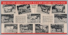 Rare 1937 Wirthmore Feed Brochure Eastern States Exposition Champion Cow Photos picture