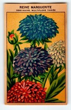 1920's Flower Art Print REINE MARGUERITE Lithograph Original Made For Seed Pack picture