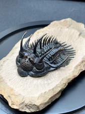 1:1 Comura Bullyneki Trilobite Resin Replica, Spiny Trilobite Fossil Display picture
