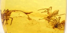 Small swarm of Spiderlings, Fossil Inclusion in Burmese Amber picture