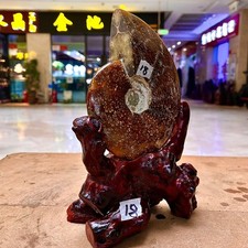 1.91LB  Rare Natural Tentacle Ammonite FossilSpecimen Shell Healing Madagascar picture