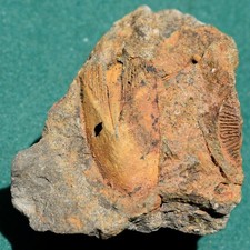Blastoid, Pachyblastus dicki: Bolivia devonian rare fossil picture