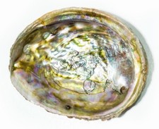 Pink Abalone Sea Shell One Side Polished Beach Craft 3