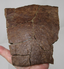 Awesome Large Triceratops DinosaurFossil Frill Edge Piece Hell Creek Fm S Dakota picture