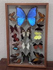 Vintage Framed Real Butterfly Collection Shadow Box Display Blue Morpho 14 picture