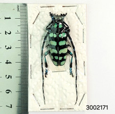 Cerambycidae Anoplophora elegans A1  #2171 NORTH THAILAND picture