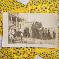 Antique RPPC Photo Postcard Beautiful Woman Riding Elephant Men Watching 1900s picture